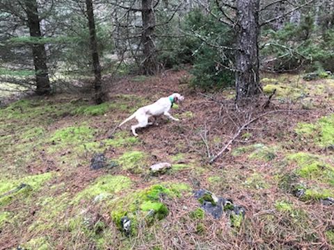 chasse becasse